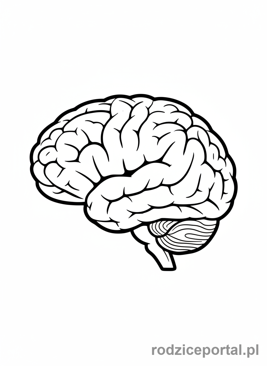 Kolorowanka Anatomia Uproszczona - Mózg uproszczony