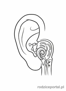 Kolorowanka Anatomia Uproszczona - Ucho z budową