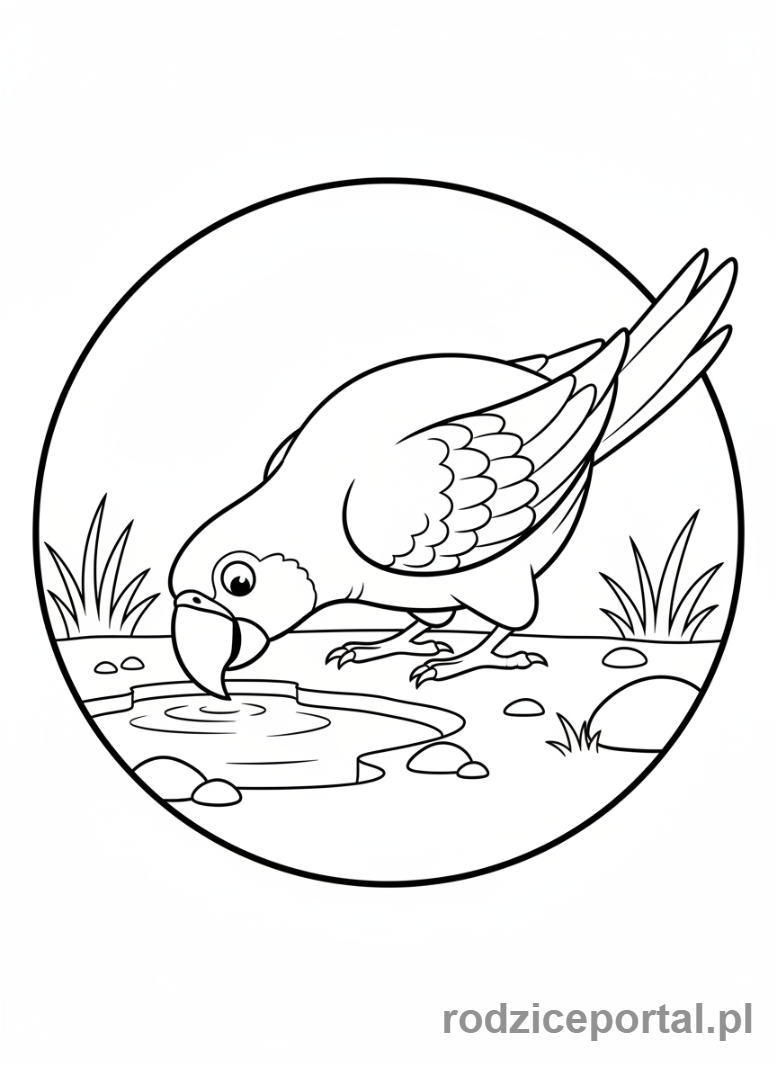 Kolorowanka Papuga - Papuga pijąca wodę